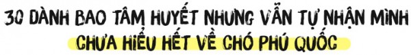 Người 30 năm nuôi chó Phú Quốc: ‘Tôi từng khóc, đóng cửa giao dịch 7 ngày để tưởng nhớ con thủ lĩnh’ - Ảnh 12.