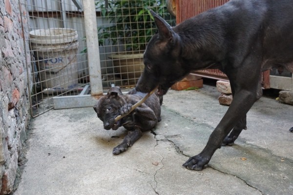 Người 30 năm nuôi chó Phú Quốc: ‘Tôi từng khóc, đóng cửa giao dịch 7 ngày để tưởng nhớ con thủ lĩnh’ - Ảnh 13.