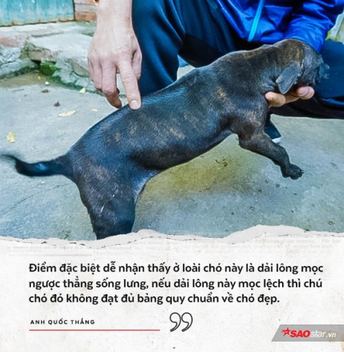 Người 30 năm nuôi chó Phú Quốc: ‘Tôi từng khóc, đóng cửa giao dịch 7 ngày để tưởng nhớ con thủ lĩnh’ - Ảnh 3.