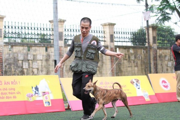 Người 30 năm nuôi chó Phú Quốc: ‘Tôi từng khóc, đóng cửa giao dịch 7 ngày để tưởng nhớ con thủ lĩnh’ - Ảnh 8.