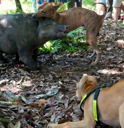 Người 30 năm nuôi chó Phú Quốc: ‘Tôi từng khóc, đóng cửa giao dịch 7 ngày để tưởng nhớ con thủ lĩnh’ - Ảnh 10.