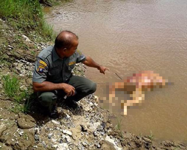Bức hình chú đười ươi bị bắn 17 phát, đốt trụi lông, thi thể không toàn vẹn bị quăng xuống sông gây phẫn nộ trên MXH - Ảnh 1.