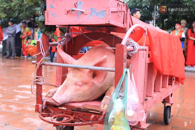 Lễ chém lợn ở Ném Thượng: Sau khi đưa rước quanh làng, hai ông Ỉn được đem vào nơi kín đáo để “trảm” - Ảnh 2.