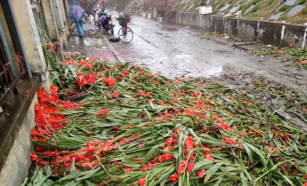 Hà Nội: Hoa tươi bằng 1/10 so với trước Tết, dân buôn vứt đổ đống tại chợ Quảng An - Ảnh 8.