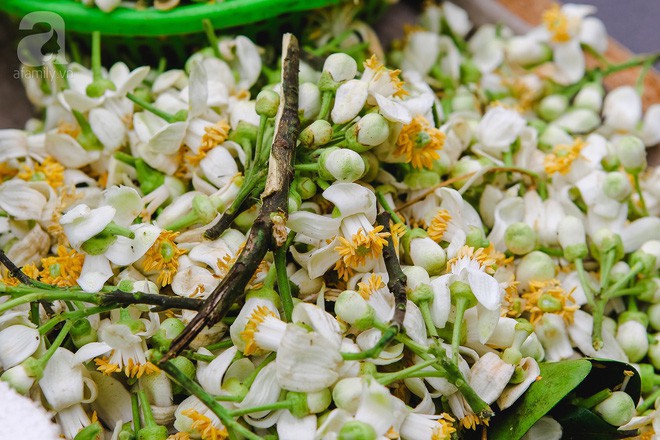 Hà Nội mùa thơm thanh tao với sắc trắng tinh khôi của hoa bưởi - Ảnh 10.
