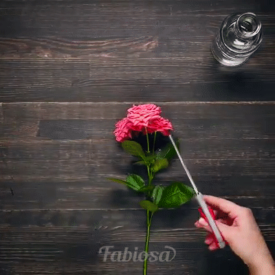 Trồng hoa hồng từ 1 cành hoa, cách đơn giản để có một chậu hồng thơm ngát - Ảnh 2.