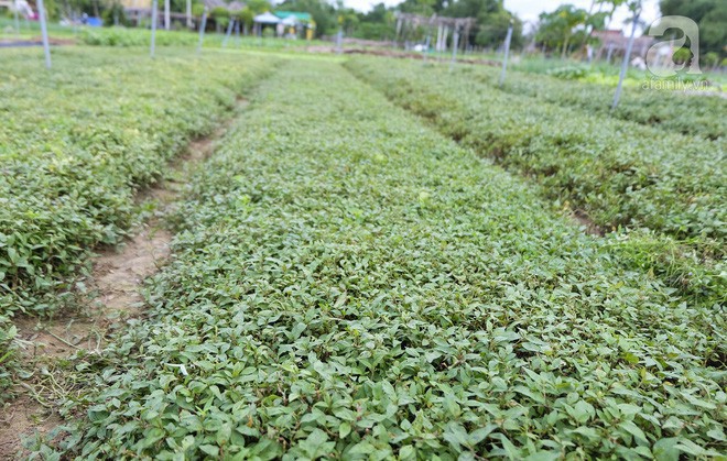 Làng rau Trà Quế - điểm đến cũ mà nhiều bất ngờ, nhất định nên ghé khi đến Hội An - Ảnh 6.