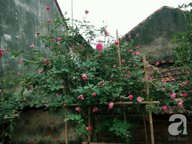 Ngôi nhà hoa hồng đẹp như thơ ở Hưng Yên của ông bố đơn thân quyết phá sân bê tông để thực hiện ước mơ   - Ảnh 18.