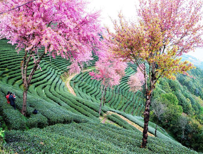 Phong cảnh Việt Nam lọt top ảnh mùa xuân đẹp nhất thế giới - Du lịch - Việt  Giải Trí