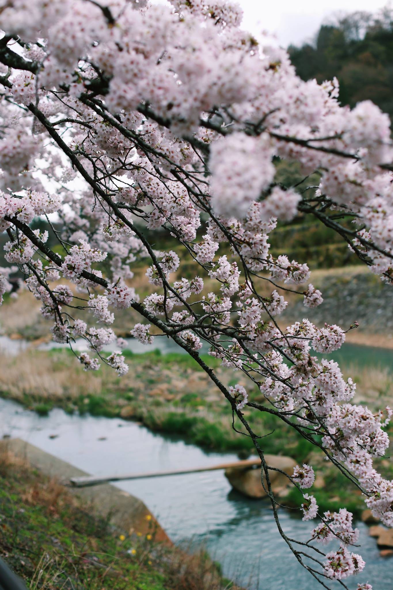 Top 120+ ảnh phong cảnh mùa xuân đẹp
