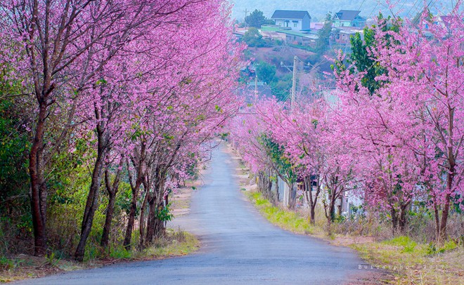 PHOTO - Hình nền chủ đề tháng 01/2017 | Phong cảnh đẹp mùa Xuân | Cộng đồng  BlackBerry Việt Nam