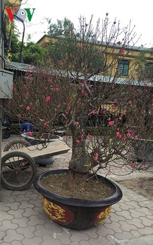Từ vườn ra phố, đào chơi Tết bị thổi giá cao ngất - Ảnh 10. Từ vườn ra phố, đào chơi Tết bị thổi giá cao ngất - Ảnh 10.