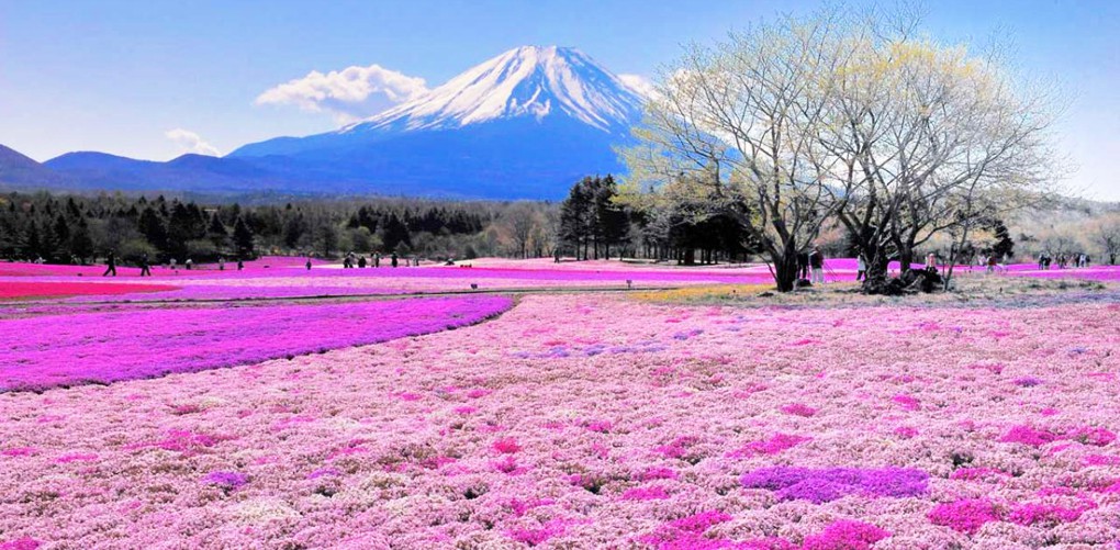 Bộ sưu tập hình ảnh mùa xuân đẹp nhất thế giới với hơn 999 hình ảnh - Hiển  thị tuyệt phẩm mùa xuân đẹp nhất trên toàn cầu, đầy đủ chất lượng 4K.