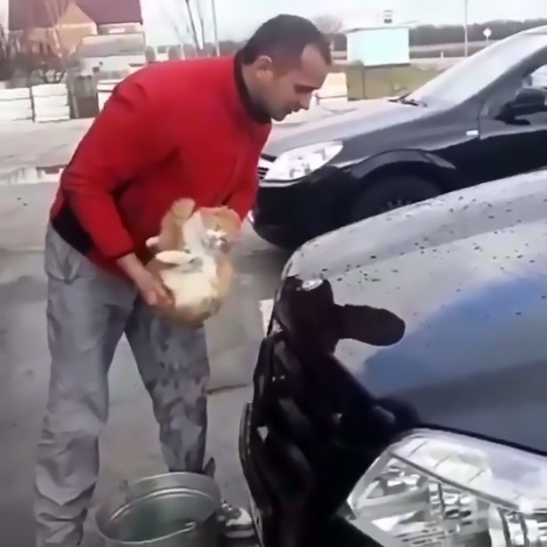 Phát hiện chú mèo nằm ngủ dưới xe, thanh niên gây phẫn nộ khi đem mèo nhúng nước, làm giẻ lau chiếc Mercedes - Ảnh 1.