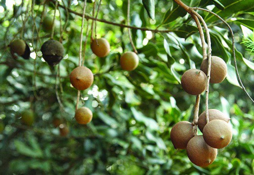 Loại hạt đắt đỏ được mệnh danh là hoàng hậu quả khô xuất hiện trong Tết mấy năm nay có gì đặc biệt? - Ảnh 2. Loại hạt đắt đỏ được mệnh danh là hoàng hậu quả khô xuất hiện trong Tết mấy năm nay có gì đặc biệt? - Ảnh 2.