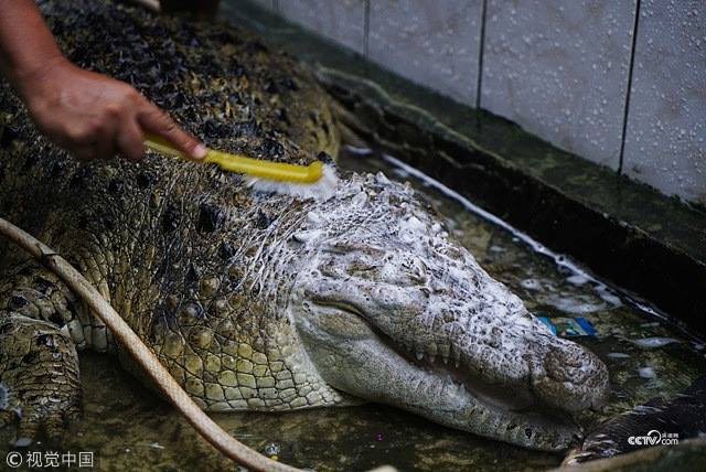 Thú nuôi đẳng cấp cộp mác Indonesia: cá sấu dài 1m8, thích được xoa cằm, ăn cá tươi, được chủ đánh răng mỗi ngày - Ảnh 3.