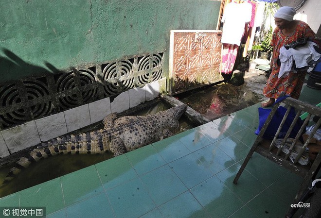Thú nuôi đẳng cấp cộp mác Indonesia: cá sấu dài 1m8, thích được xoa cằm, ăn cá tươi, được chủ đánh răng mỗi ngày - Ảnh 5. Thú nuôi đẳng cấp cộp mác Indonesia: cá sấu dài 1m8, thích được xoa cằm, ăn cá tươi, được chủ đánh răng mỗi ngày - Ảnh 5.