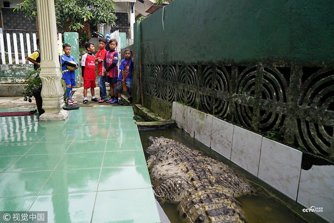 Thú nuôi đẳng cấp cộp mác Indonesia: cá sấu dài 1m8, thích được xoa cằm, ăn cá tươi, được chủ đánh răng mỗi ngày - Ảnh 6. Thú nuôi đẳng cấp cộp mác Indonesia: cá sấu dài 1m8, thích được xoa cằm, ăn cá tươi, được chủ đánh răng mỗi ngày - Ảnh 6.