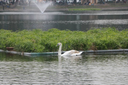 GS Lê Văn Lan: Thả thiên nga ở Hồ Gươm là rất thuận, hợp lí  - Ảnh 8.