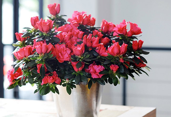 Chán hoa cúc, lay ơn hay vạn thọ, hãy trưng 5 loại hoa này vào dịp Tết để mang đến may mắn, tài lộc - Ảnh 2.