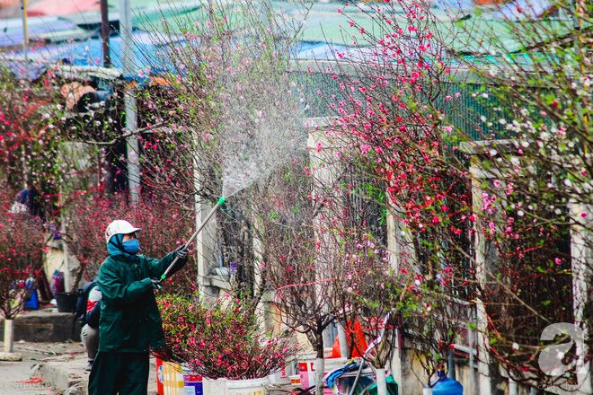 Hoa đào như những áng mây xa, nhuộm hồng từng khoảng trời Hà Nội - Ảnh 13.