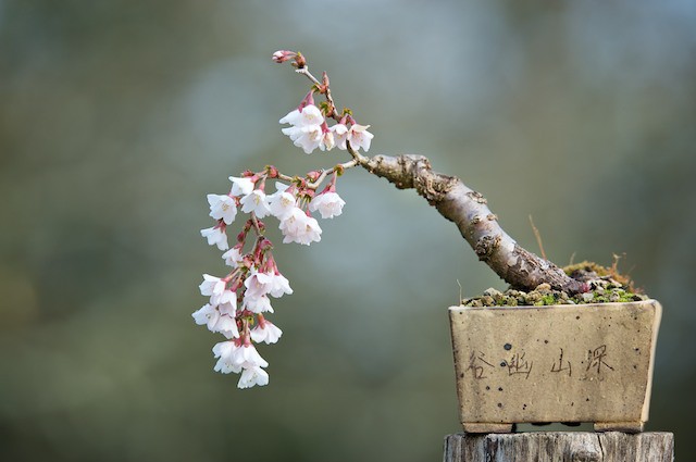 Ngất ngây với 15 chậu hoa bonsai mini siêu đẹp để trang trí nhà dịp Tết - Ảnh 7.