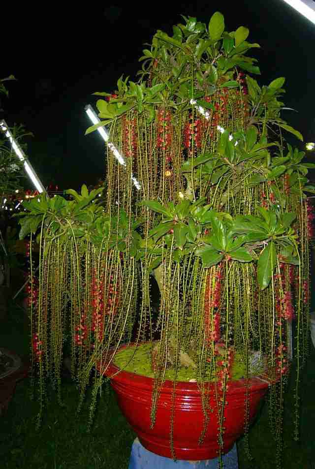 Cách trồng cây phong thủy trong vườn hút tài lộc - Ảnh 2.