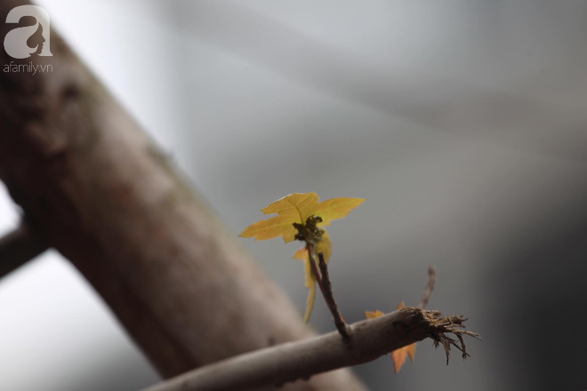 Chùm ảnh: Hàng trăm cây phong lá đỏ đã mọc lá, nảy chồi giữa Thủ đô - Ảnh 5.