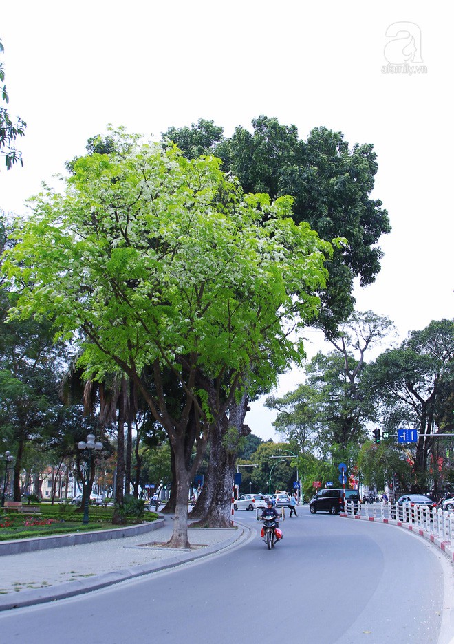 Hà Nội những ngày say trong sắc sưa trắng tinh khôi - Ảnh 2.