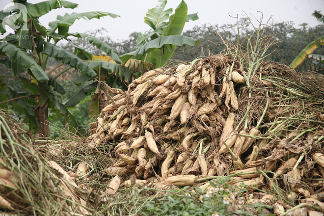 Hàng trăm người dân Hà Nội háo hức giải cứu củ cải trắng cho nông dân Tráng Việt - Ảnh 1.