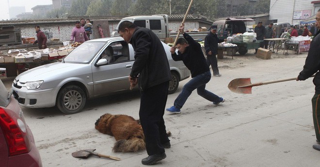 Bi kịch của Ngao Tây Tạng - từ thần khuyển triệu đô thành những con thú bị ruồng bỏ - Ảnh 7.