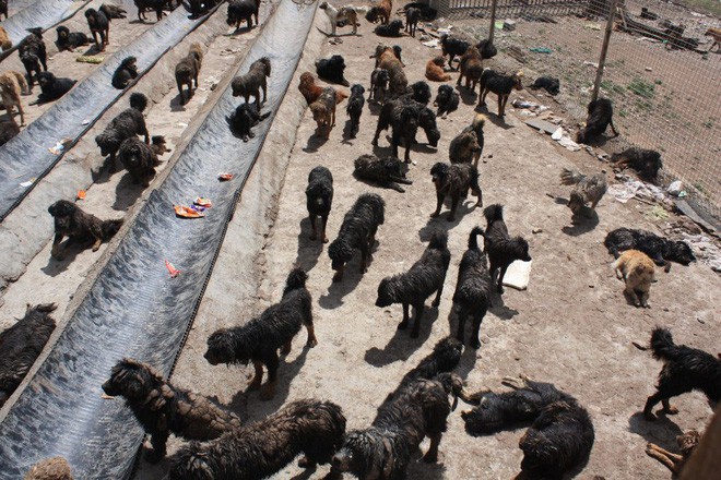 Bi kịch của Ngao Tây Tạng - từ thần khuyển triệu đô thành những con thú bị ruồng bỏ - Ảnh 8.