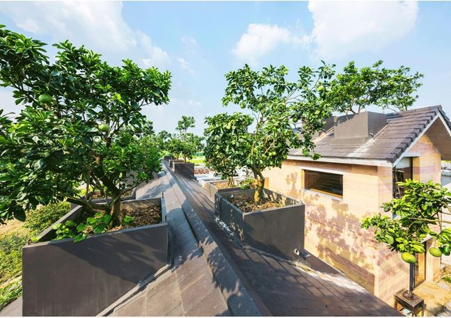 Ngôi nhà không đổ cột bê tông với vườn bưởi trĩu quả trên mái nhà ở Hà Nội - Ảnh 5.