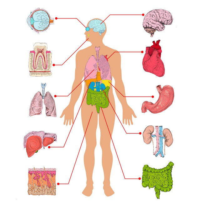 6 cách nhịn ăn được nhiều người áp dụng để giảm cân, hãy chọn cách phù hợp với bạn - Ảnh 3.