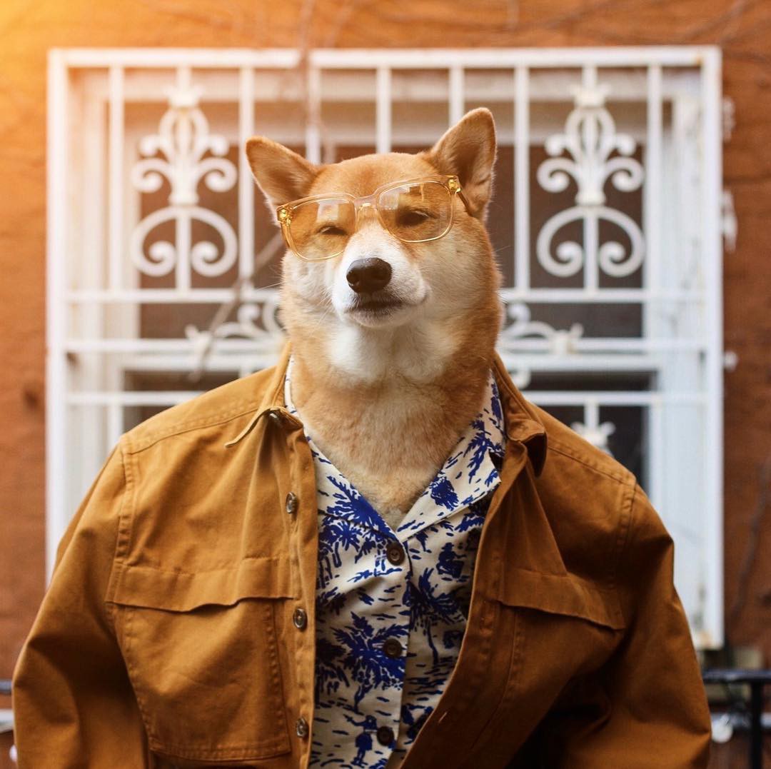 Nếu bạn yêu mến thế giới thời trang và muốn tìm một gương mặt đại diện độc đáo, hãy chọn cho mình chó Shiba gương mặt đại diện thời trang. Với lối tạo dáng đầy tự tin và phong cách thời trang độc đáo, chúng tôi tin rằng bạn sẽ không thể rời mắt khỏi bức ảnh này. Hãy khám phá ngay thôi!