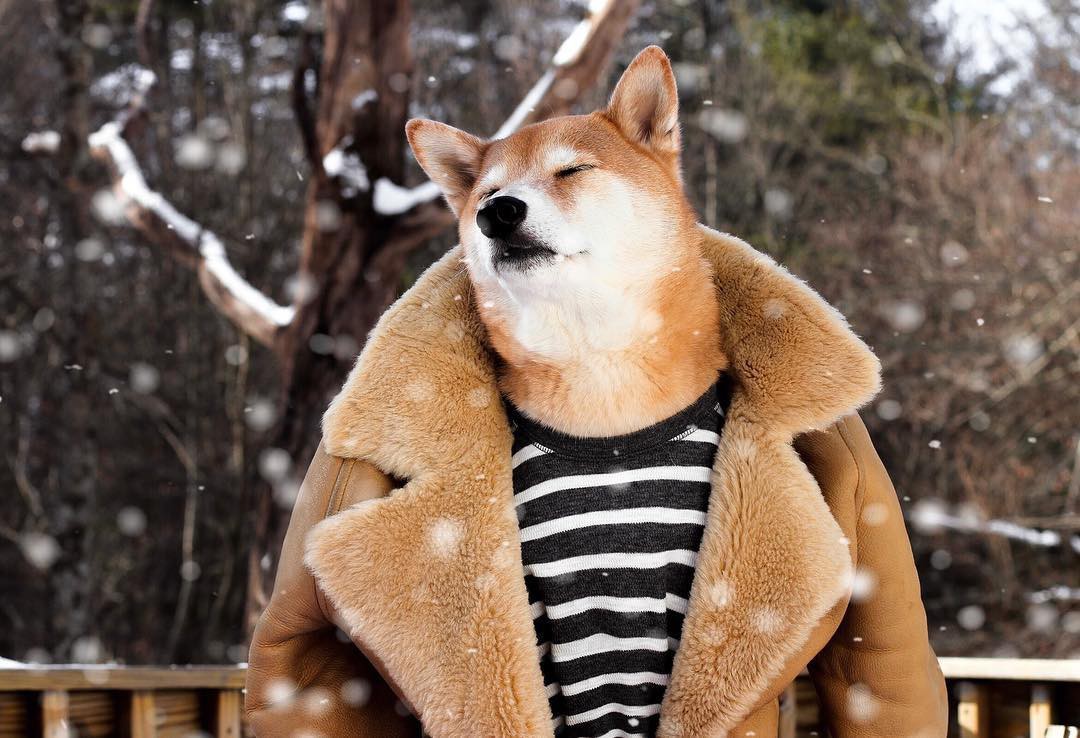 Chó Shiba không chỉ là một giống chó đáng yêu, mà còn được yêu thích trong ngành thời trang với vai trò là gương mặt đại diện cho nhiều hãng danh tiếng. Hãy xem những hình ảnh đáng yêu của chú chó Shiba này ngay bây giờ!