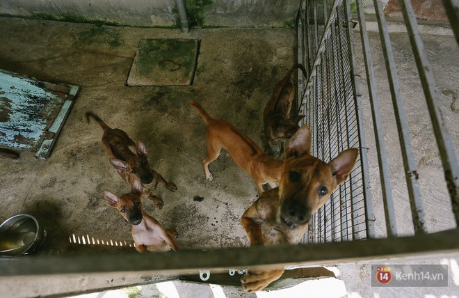 Gặp chàng trai từ phụ bếp trở thành “triệu phú” sở hữu trang trại nuôi chó Phú Quốc trị giá hàng tỷ đồng - Ảnh 13.