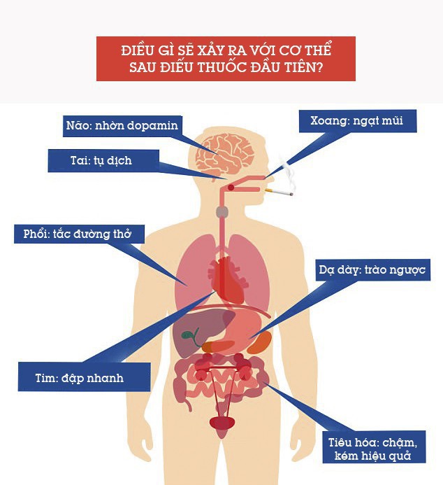 Điều gì sẽ xảy ra với cơ thể, ngay từ điếu thuốc đầu tiên bạn thử trong đời? - Ảnh 1.