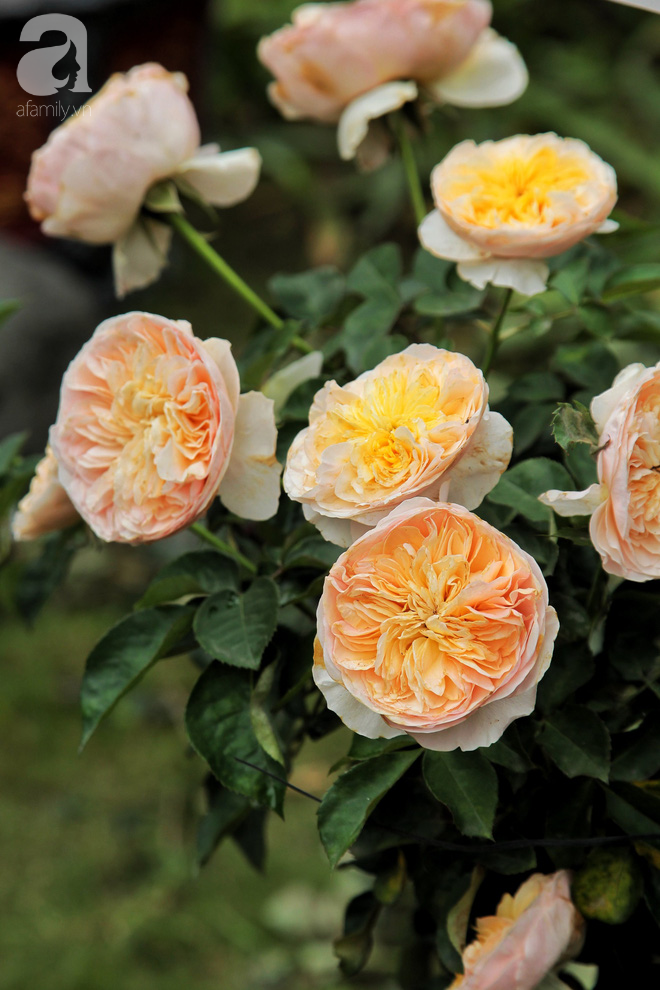 Mê mẩn ngắm những bông hồng Bulgaria khoe sắc trong nắng đầu hè Hà Nội - Ảnh 4.