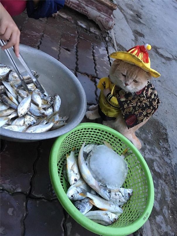 Hết bán cá lại trông phản thịt, chú mèo nổi tiếng khắp chợ Hải Phòng lên trang nhất tạp chí nước ngoài - Ảnh 17.