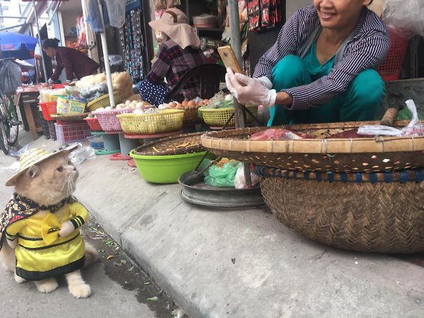 Hết bán cá lại trông phản thịt, chú mèo nổi tiếng khắp chợ Hải Phòng lên trang nhất tạp chí nước ngoài - Ảnh 6.