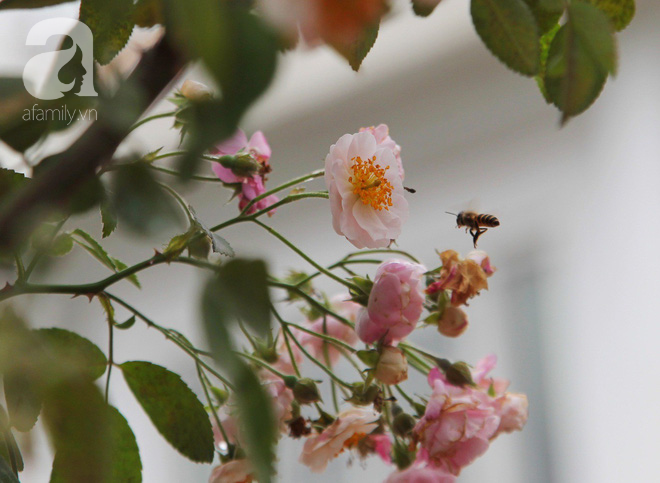 Mê mẩn ngắm những bông hồng Bulgaria khoe sắc trong nắng đầu hè Hà Nội - Ảnh 11.