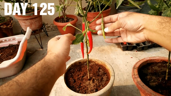 Mẹo trồng ớt từ hạt siêu dễ dàng, bất cứ ai cũng nên học nếu muốn có cây ớt sai trĩu quả ngay trong nhà - Ảnh 11.