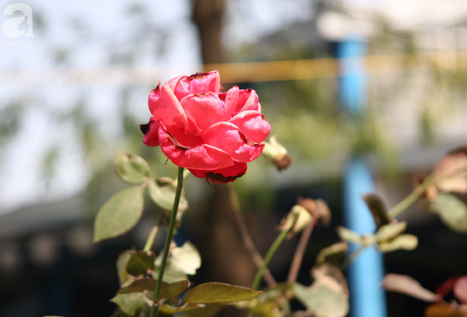 Lễ hội hoa hồng Bulgaria 2018: Xuất hiện nhiều hoa héo úa dù lễ hội mới diễn ra 2 ngày - Ảnh 15.