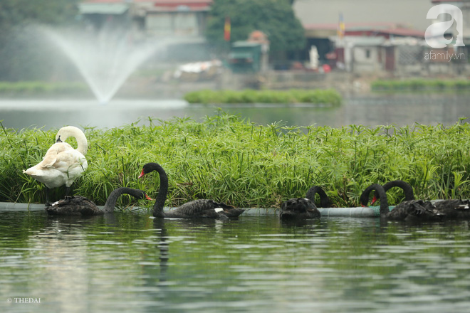 Một cá thể Thiên Nga được thả tại hồ Thiền Quang bị mất tích nhiều ngày qua - Ảnh 4.