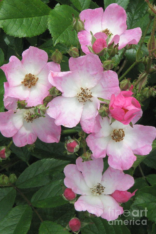 7 loài hoa hồng leo đẹp như những vũ công quyến rũ nên có mặt trong vườn của bạn - Ảnh 21.