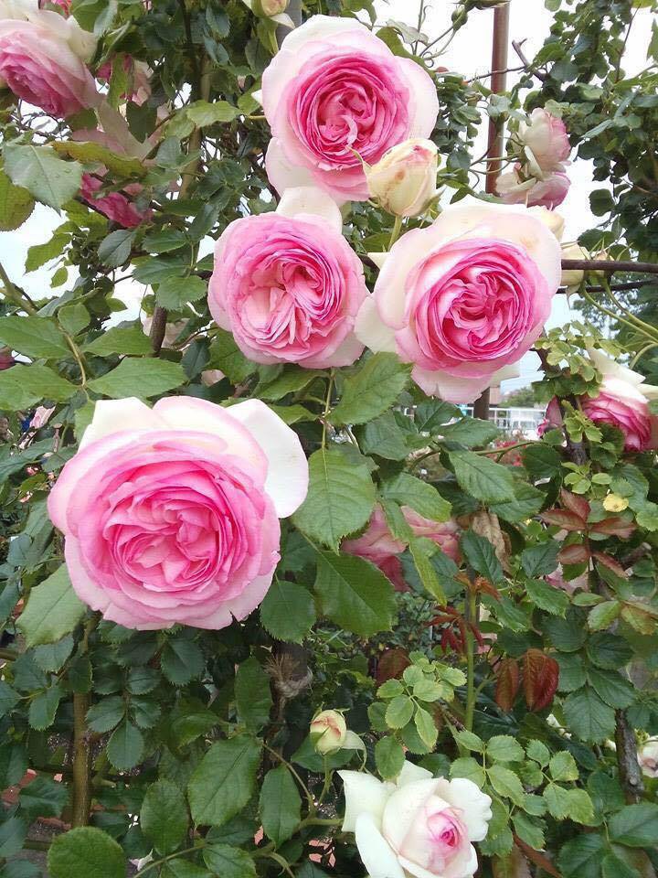 7 loài hoa hồng leo đẹp như những vũ công quyến rũ nên có mặt ...