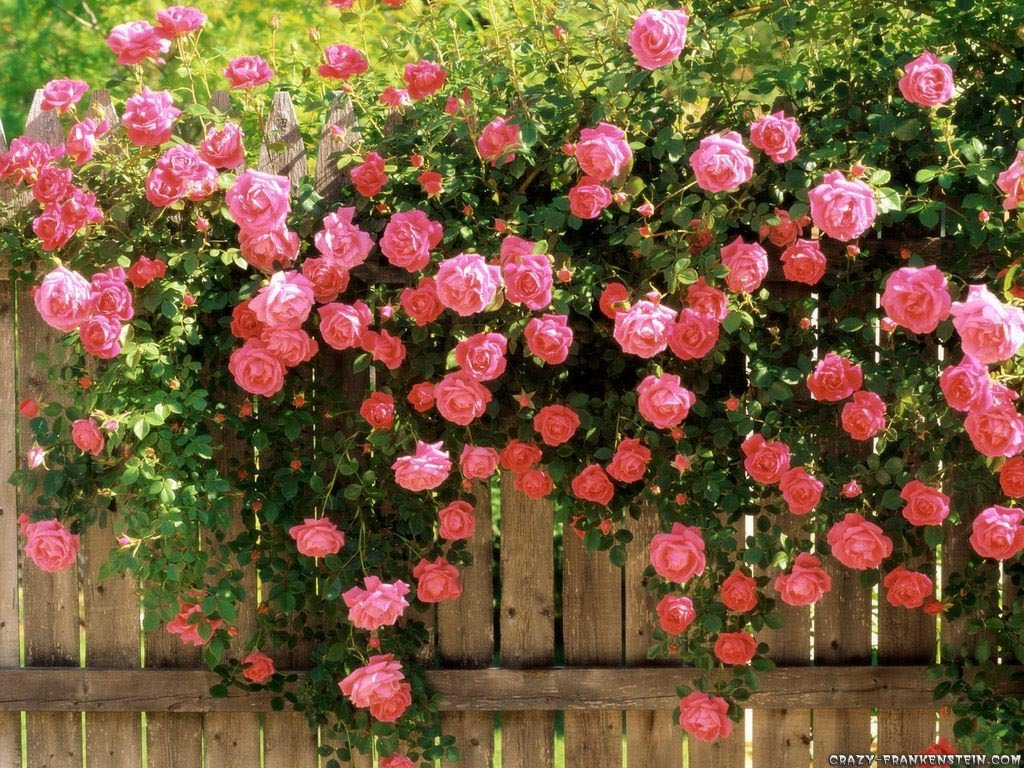 Những bức ảnh đẹp về các loại hoa hồng leo đẹp nhất trong vườn của bạn