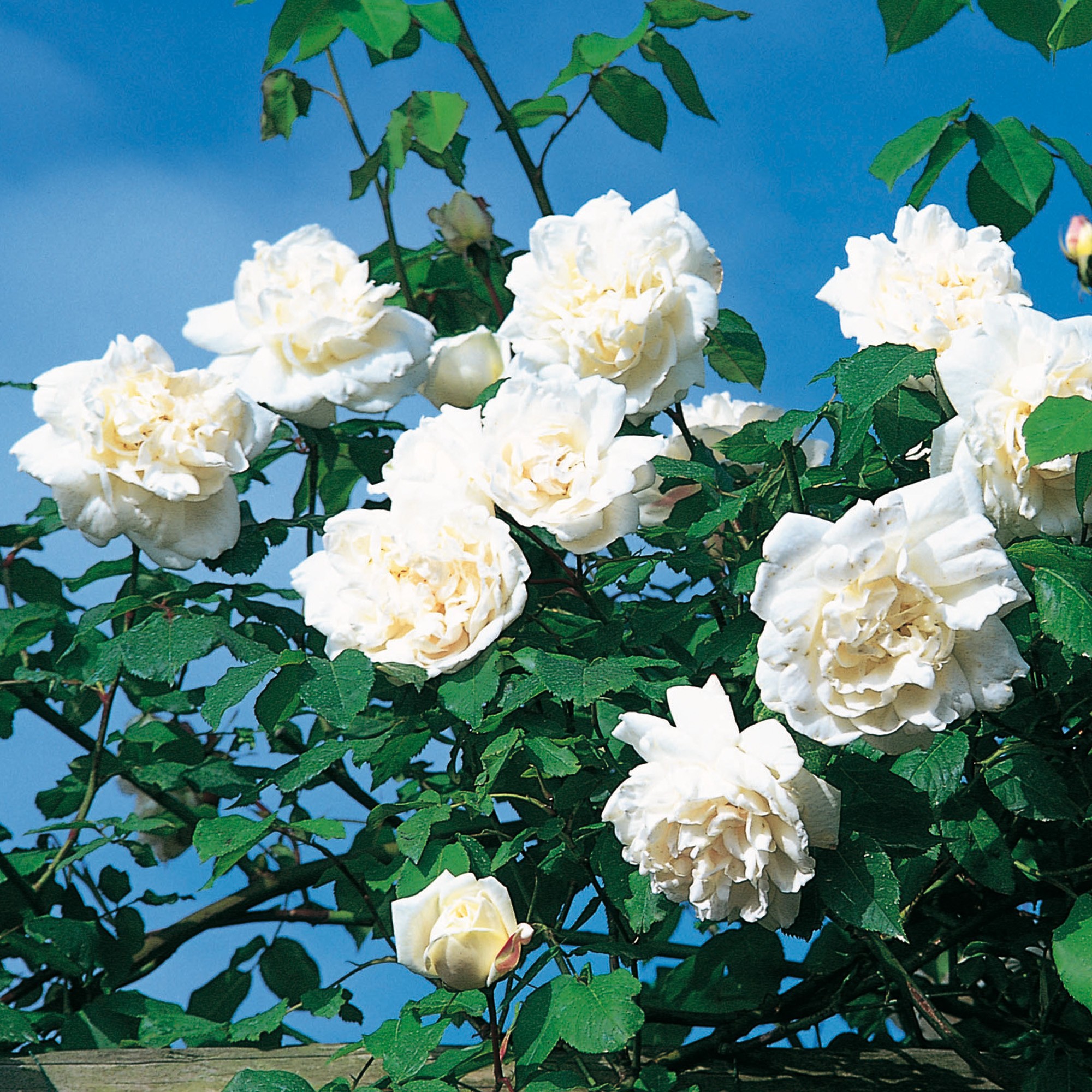 Tổng hợp 55 về hình nền hoa hồng leo hay nhất  Du học Akina