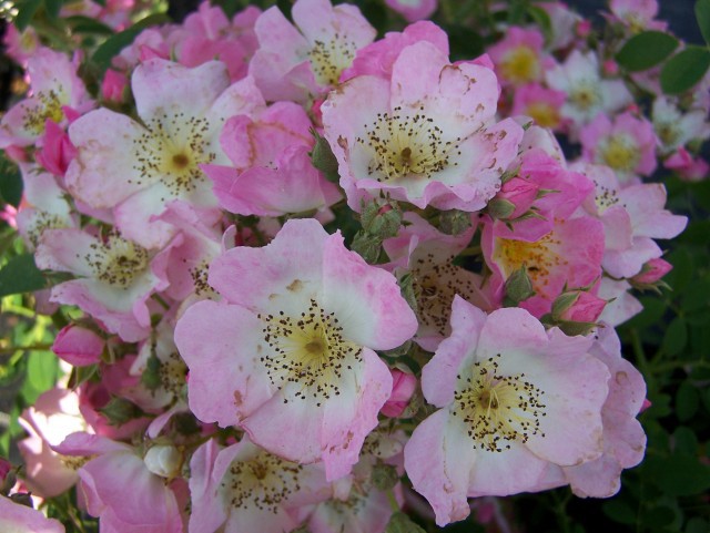 7 loài hoa hồng leo đẹp như những vũ công quyến rũ nên có mặt trong vườn của bạn - Ảnh 18.